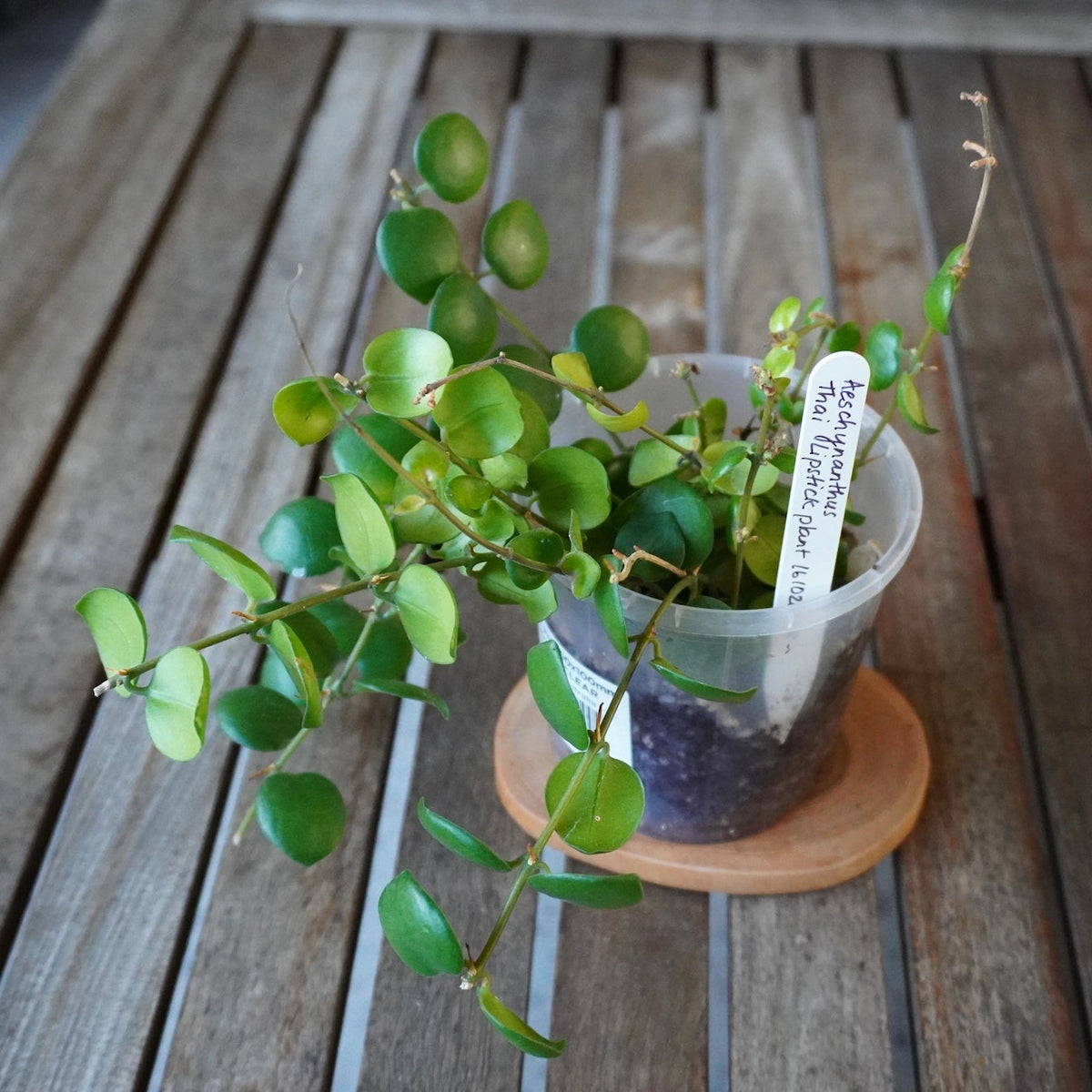 Thai Lipstick Plant Aeschynanthus plant 01 showing dense trailing green foliage in a nursery pot