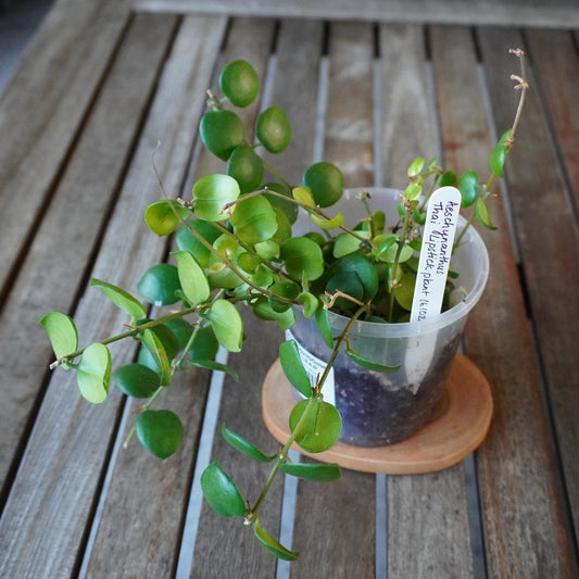 Thai Lipstick Plant Aeschynanthus plant 01 showing dense trailing green foliage in a nursery pot